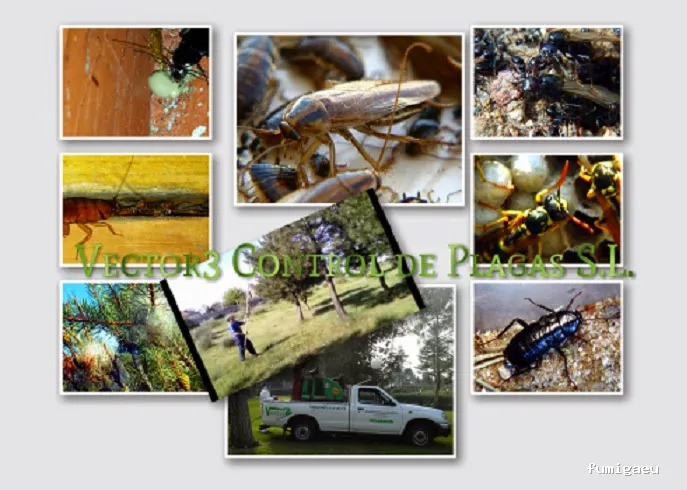 Vector3 Control de Plagas, S.L.