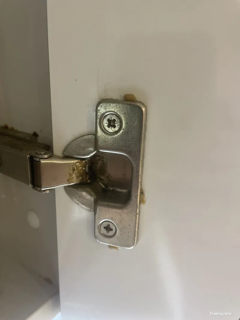 Control de Plagas - Teneplagas