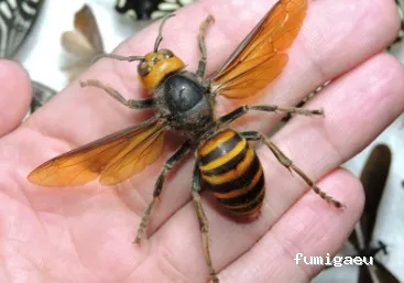 Fumigaciones CECA Centro Europeo de Control de Aves