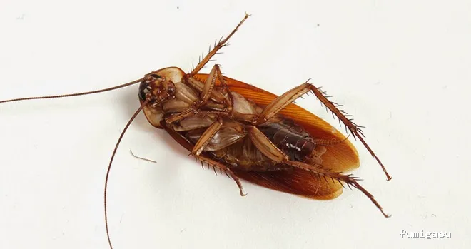 Fumigaciones CECA Centro Europeo de Control de Aves