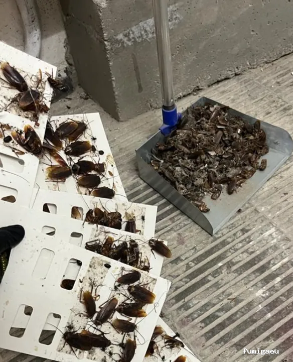 Fumigaciones CECA Centro Europeo de Control de Aves