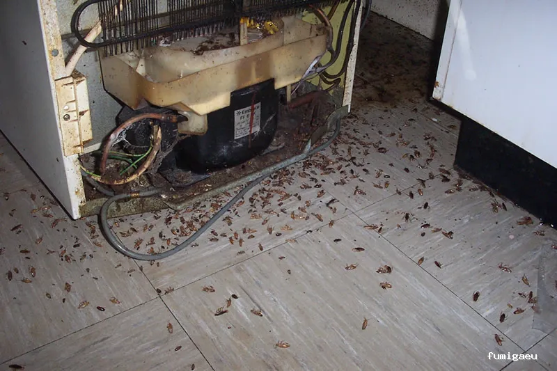 Fumigaciones CECA Centro Europeo de Control de Aves