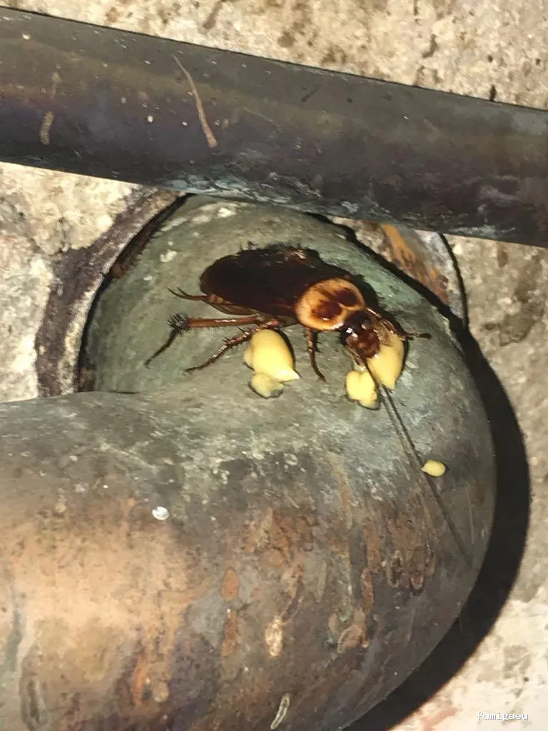 Fumigaciones CECA Centro Europeo de Control de Aves