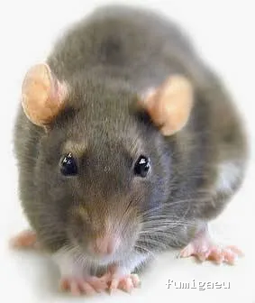 DESINFECCIONES BIOTEC GRANADA