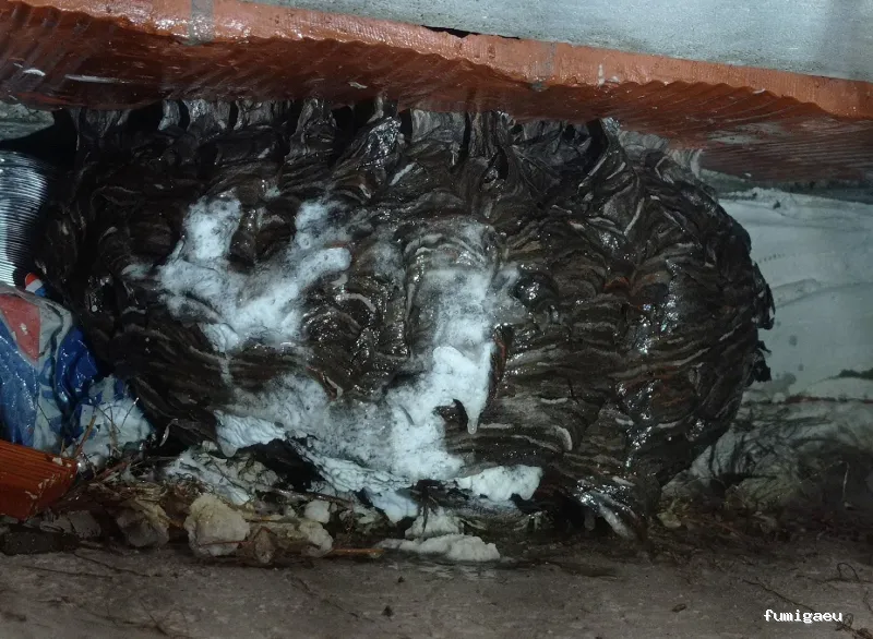 Sacer control de plagas