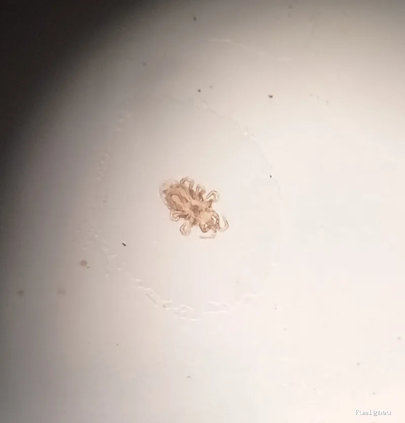 Sacer control de plagas