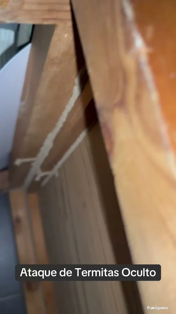 Plaguinsa | Tratamiento Termitas | Fumigación Cucarachas