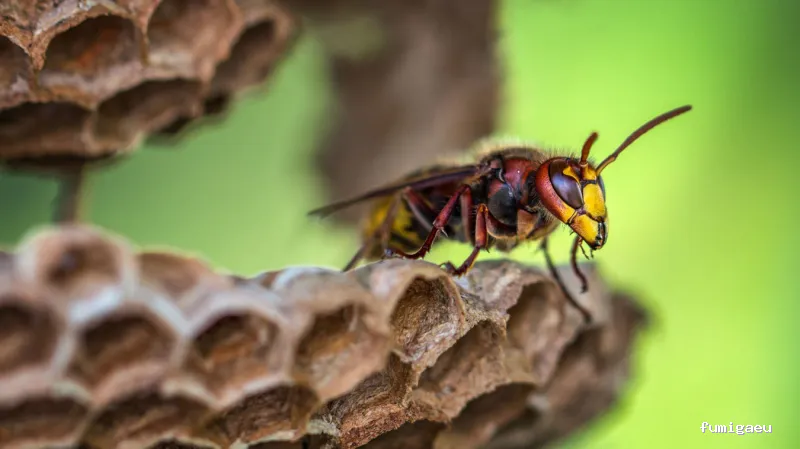 Plaguinsa | Tratamiento Termitas | Fumigación Cucarachas