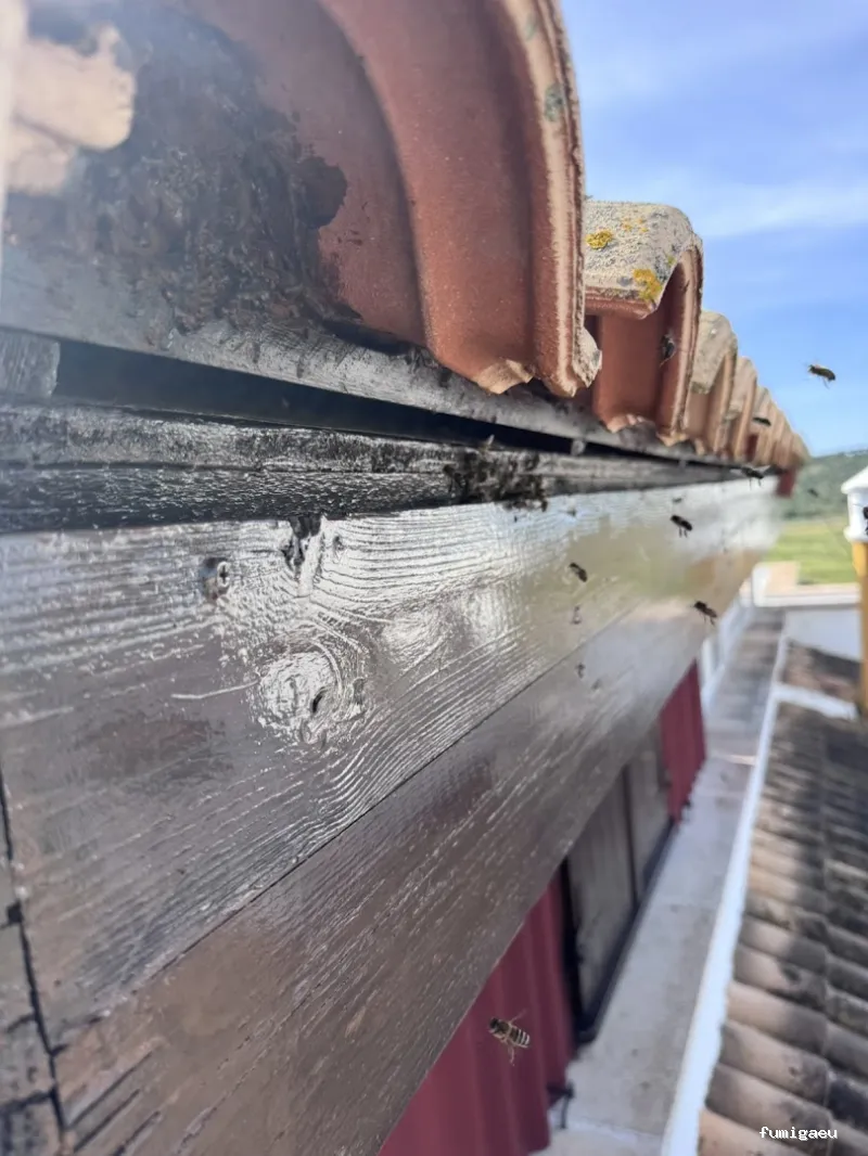 Plaguinsa | Tratamiento Termitas | Fumigación Cucarachas