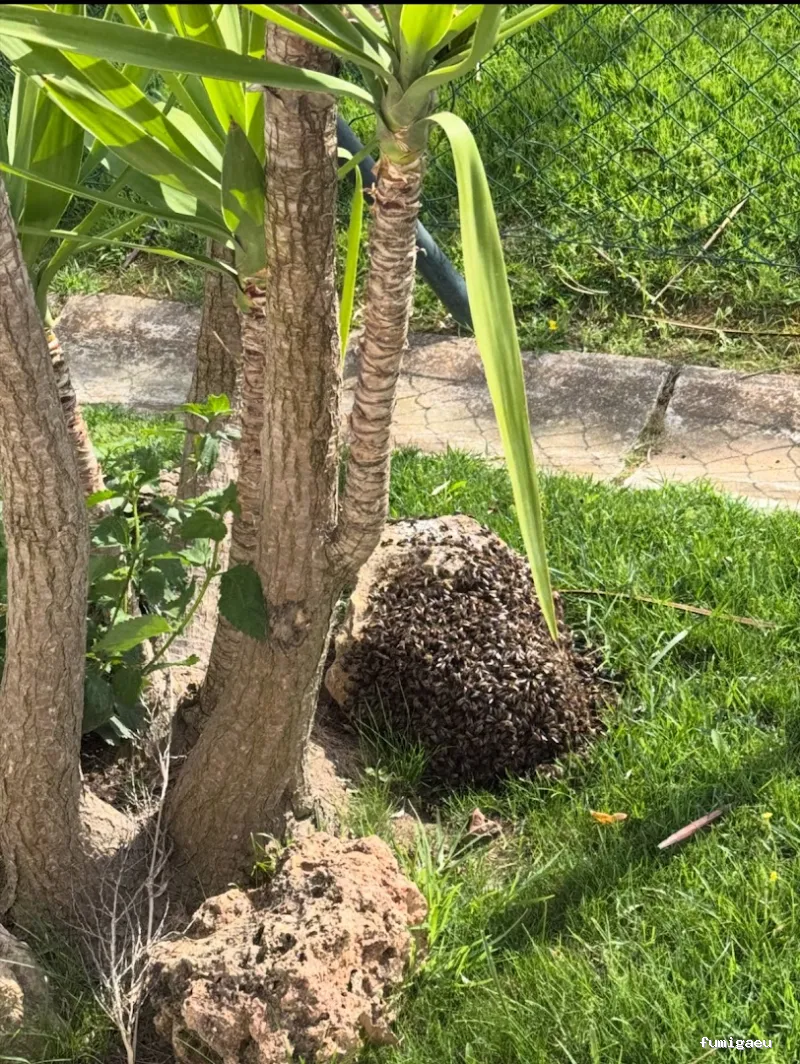 Plaguinsa | Tratamiento Termitas | Fumigación Cucarachas
