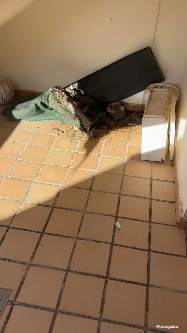 Plaguinsa | Tratamiento Termitas | Fumigación Cucarachas