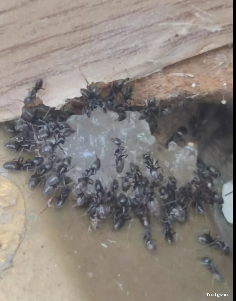 Plaguinsa | Tratamiento Termitas | Fumigación Cucarachas