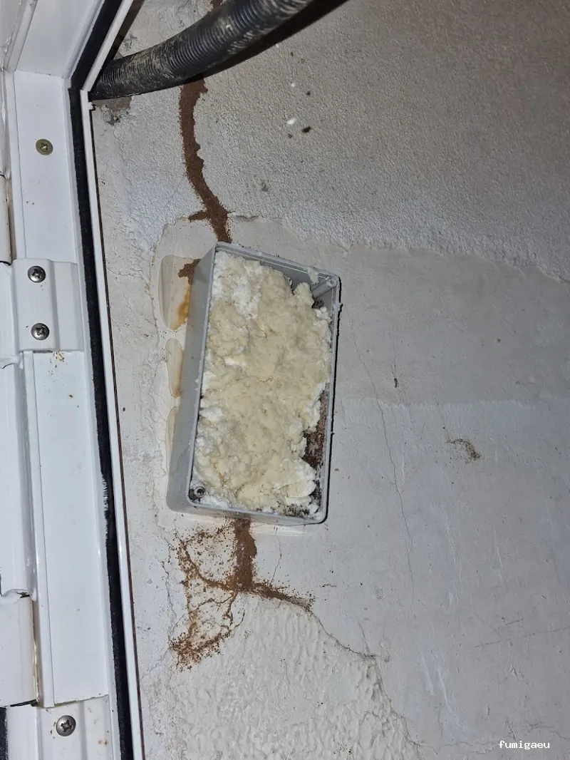 Plaguinsa | Tratamiento Termitas | Fumigación Cucarachas