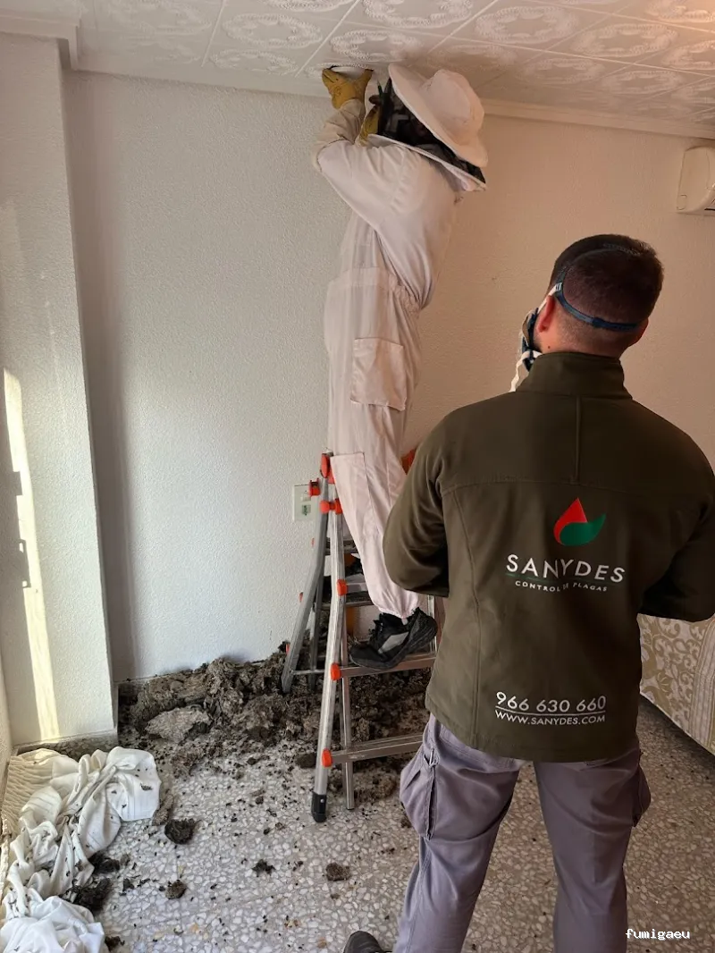 Sanydes | Control de plagas | Desinfección | Higiene Ambiental | Elche | Alicante