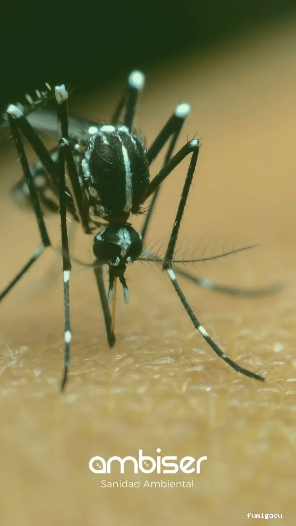 AMBISER Sanidad Ambiental