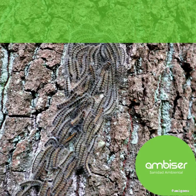 AMBISER Sanidad Ambiental