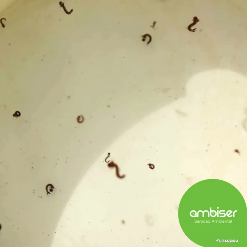 AMBISER Sanidad Ambiental