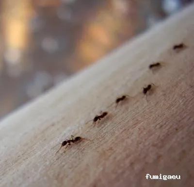 Masqueplagas | Control de Plagas | Chinches | Legionella