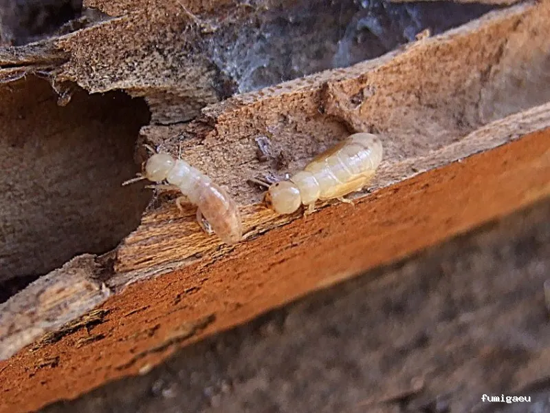 Masqueplagas | Control de Plagas | Chinches | Legionella