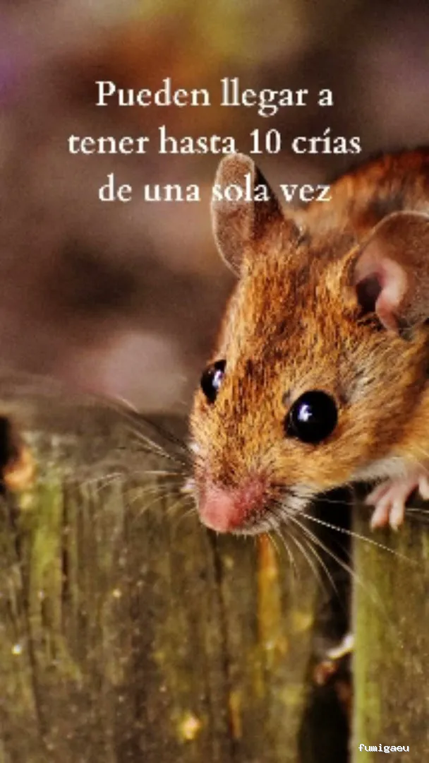 Masqueplagas | Control de Plagas | Chinches | Legionella