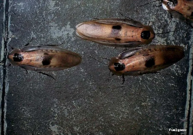 Duprat control de plagas