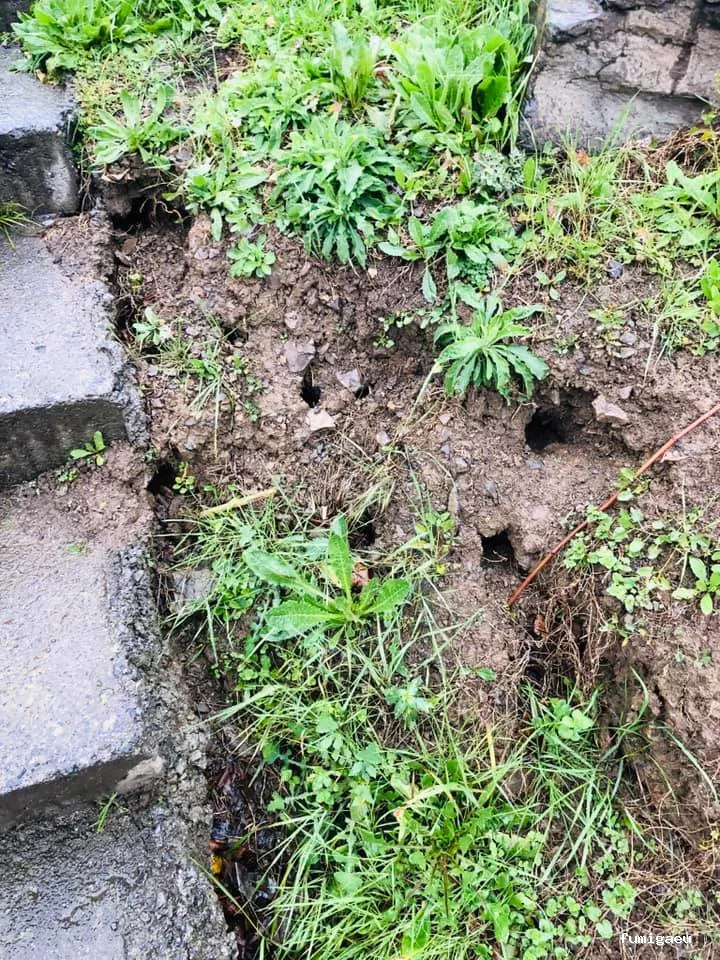 Duprat control de plagas