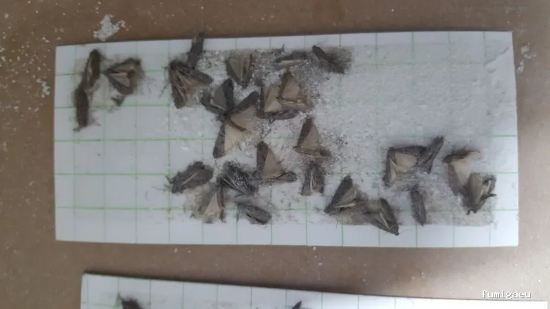 Proteccion Tecnica la Mancha