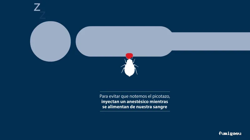 Rentokil control de plagas en Gipuzkoa