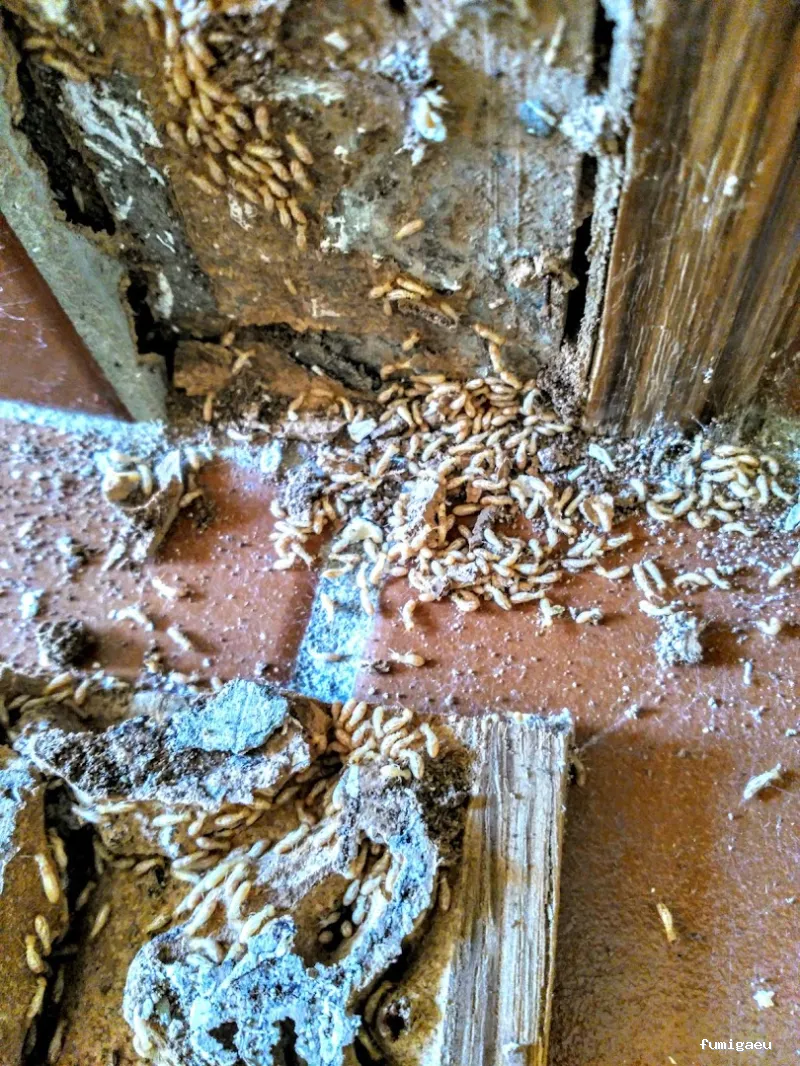 XALIMA SALUD AMBIENTAL