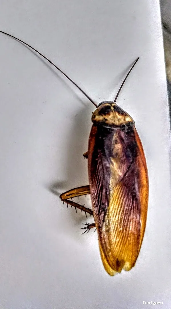 XALIMA SALUD AMBIENTAL