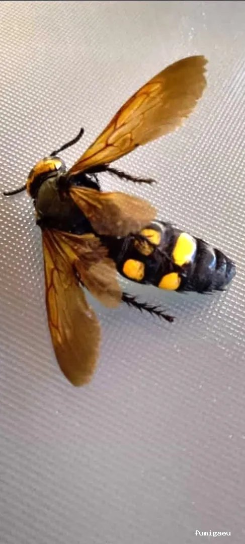 EL FUMIGADOR Control de Plagas Marbella