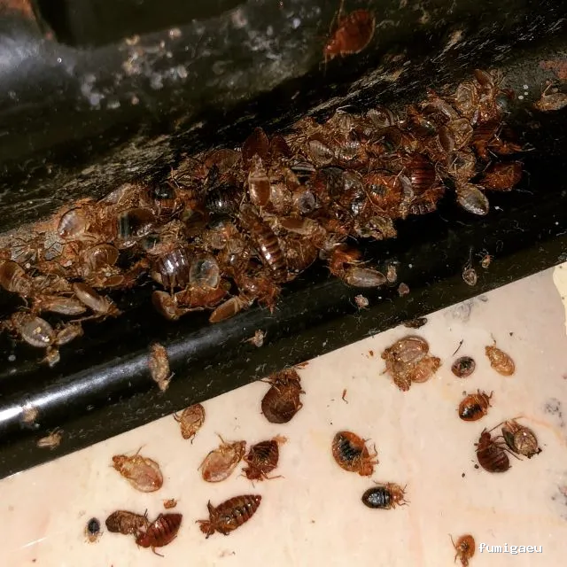 EL FUMIGADOR Control de Plagas Marbella