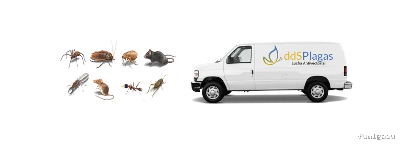 DDS Plagas | Control de Termitas | Eliminar Cucarachas
