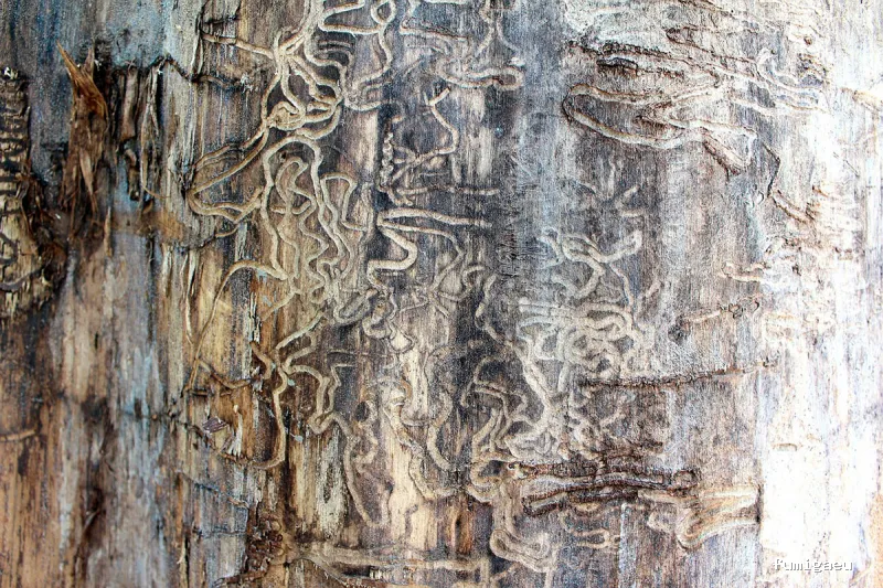 DDS Plagas | Control de Termitas | Eliminar Cucarachas