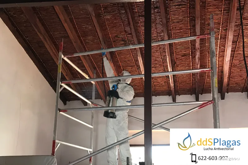 DDS Plagas | Control de Termitas | Eliminar Cucarachas