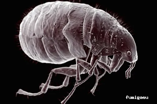 DDS Plagas | Control de Termitas | Eliminar Cucarachas