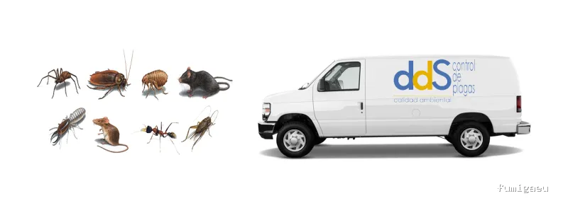 DDS Plagas | Control de Termitas | Eliminar Cucarachas