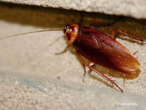 DDS Plagas | Control de Termitas | Eliminar Cucarachas