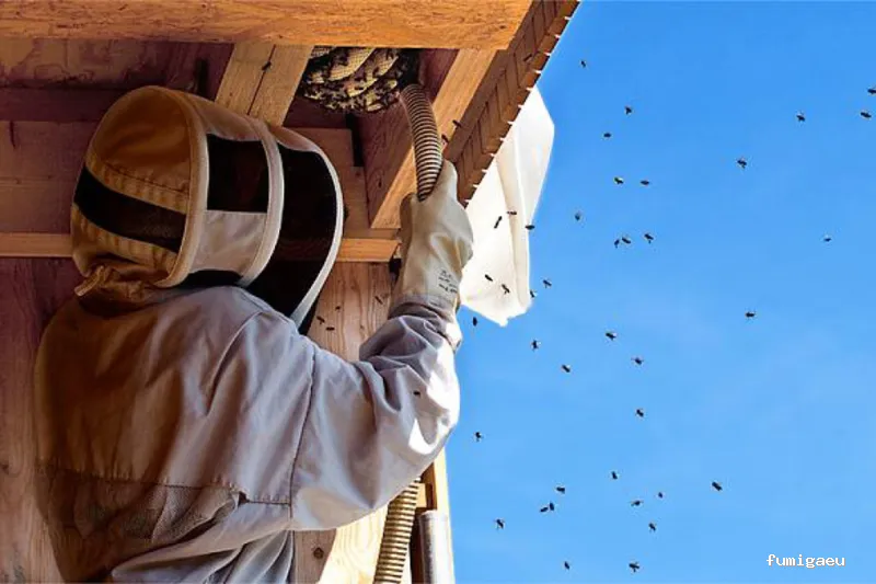 DDS Plagas | Control de Termitas | Eliminar Cucarachas