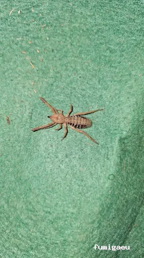 Asistencia Plagas Jumisa