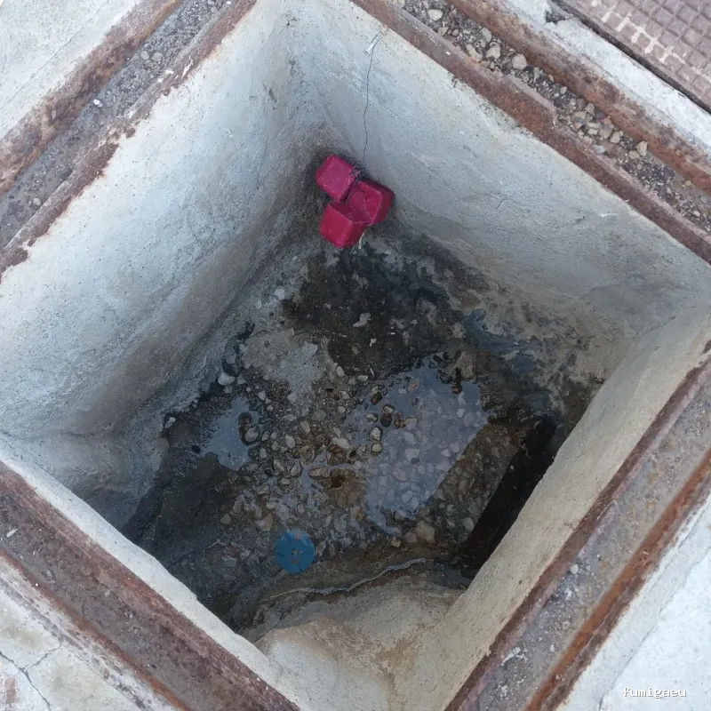 Control de plagas Triple D. S.L