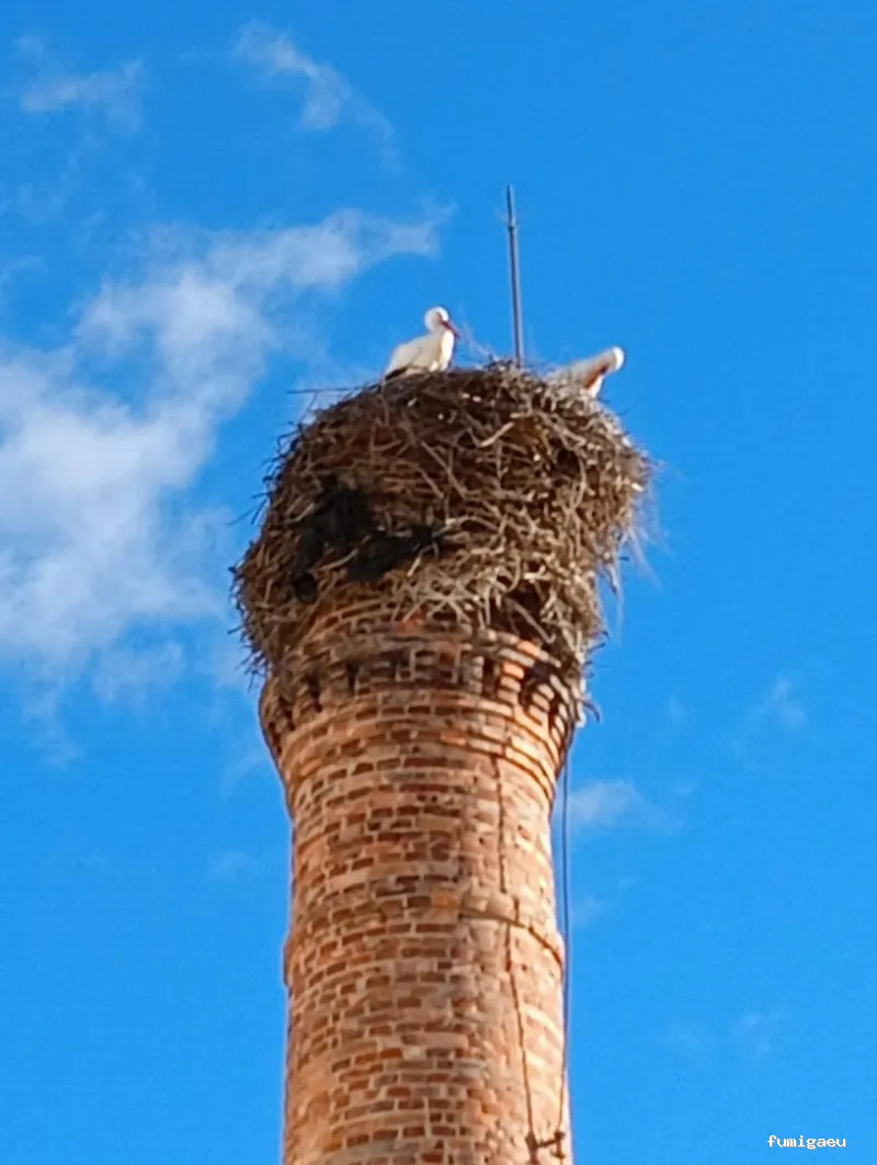 Control de plagas Triple D. S.L