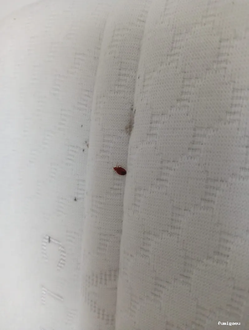 Control de plagas Triple D. S.L