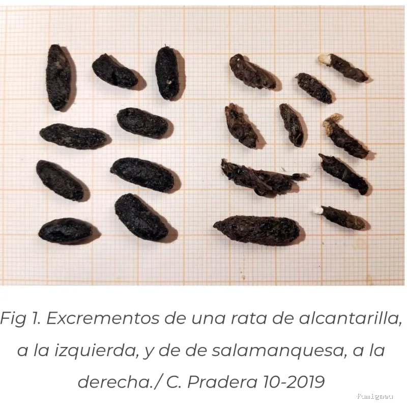 Control de plagas Triple D. S.L