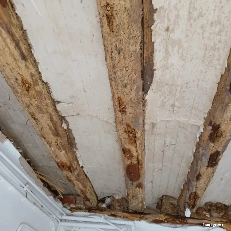 Control de plagas Triple D. S.L