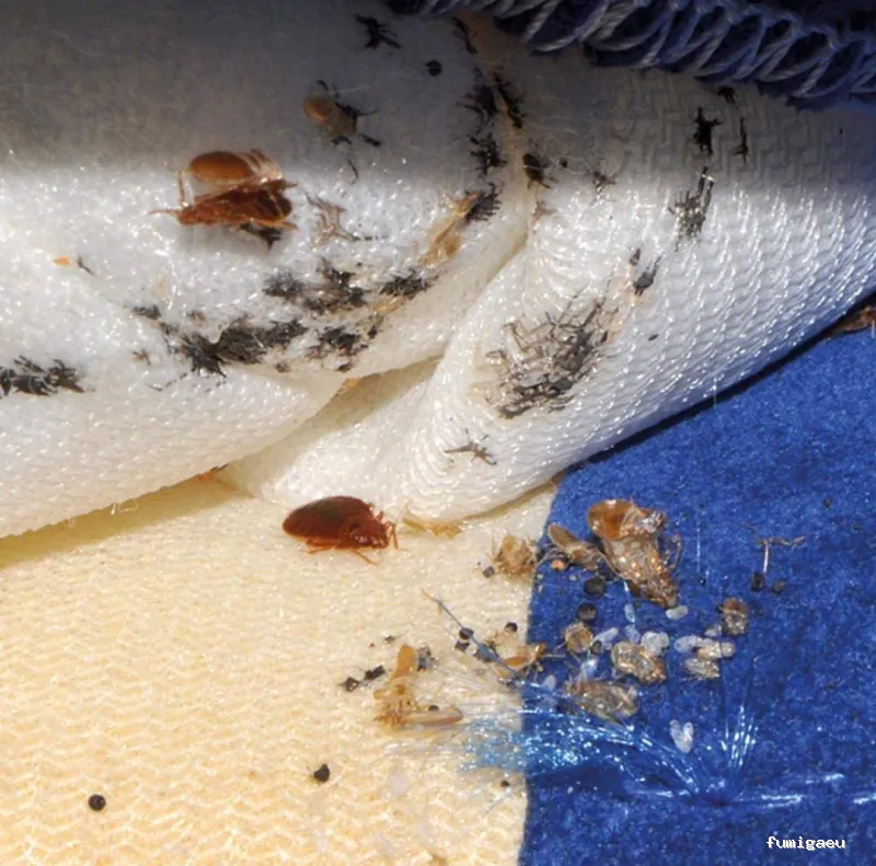 Control de plagas Triple D. S.L