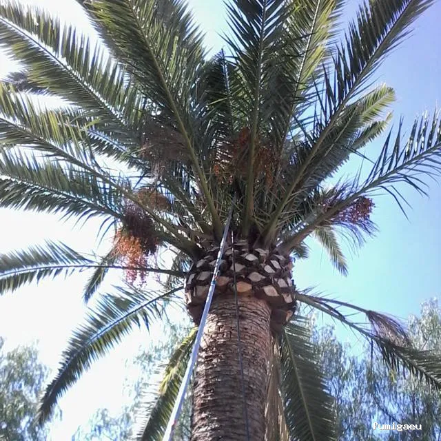 Local Pest Costa Del Sol