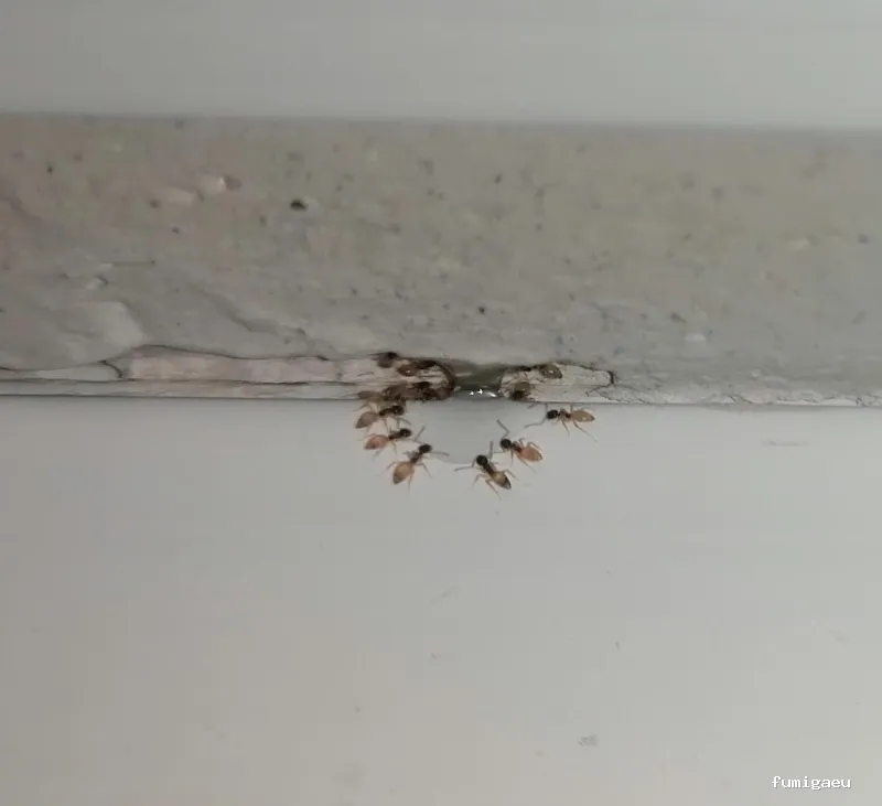 Control Ardeca - Fumigación plagas Barcelona