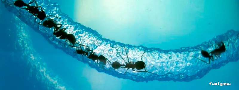 Control Ardeca - Fumigación plagas Barcelona