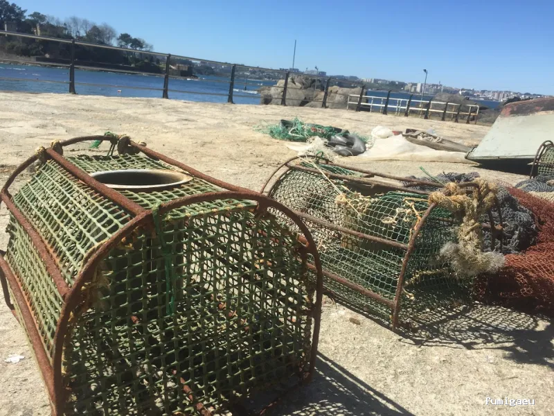 Bolboreta Plagas-Fumigación y Control de Plagas